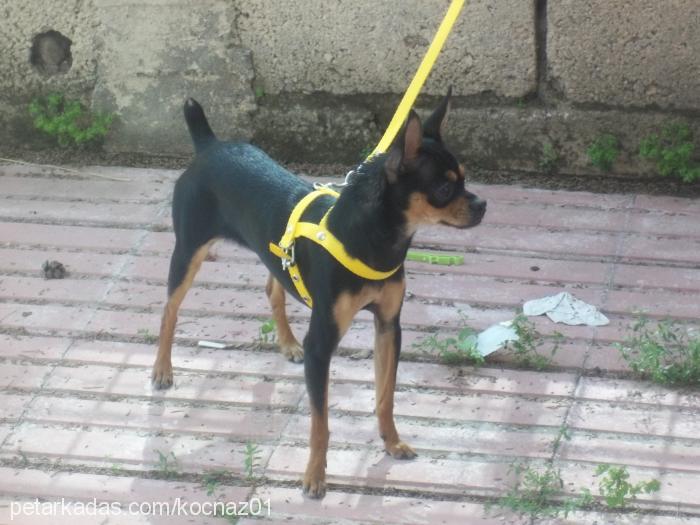 keshanaz Dişi Doberman Pinscher