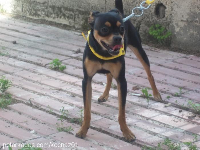 keshanaz Dişi Doberman Pinscher