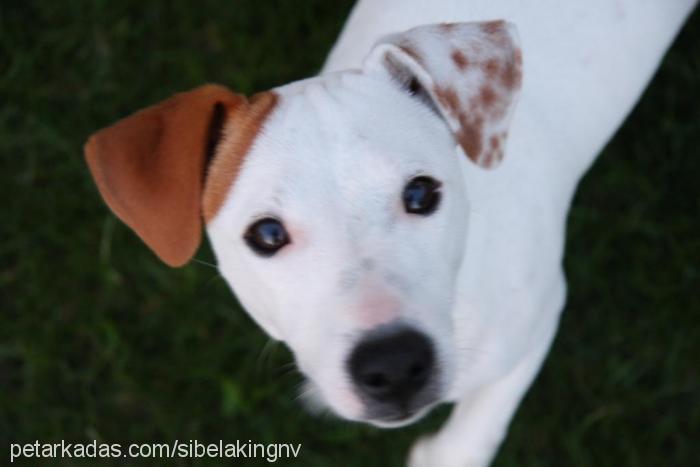 frosty Erkek Jack Russell Terrier