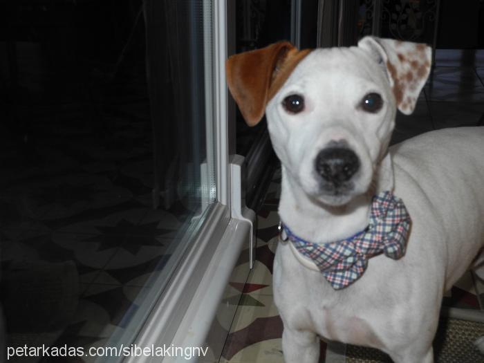 frosty Erkek Jack Russell Terrier