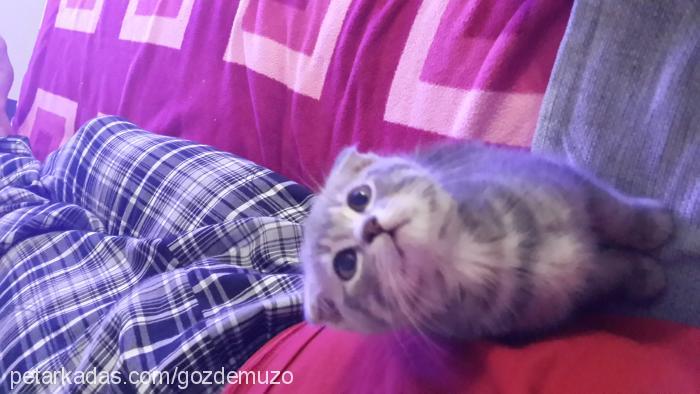 çilek Dişi Scottish Fold