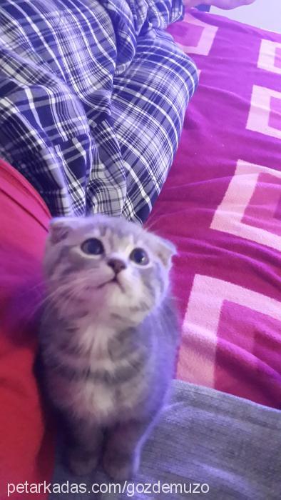 çilek Dişi Scottish Fold