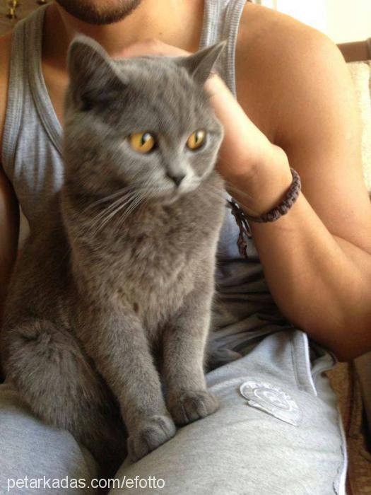 carmen Dişi British Shorthair