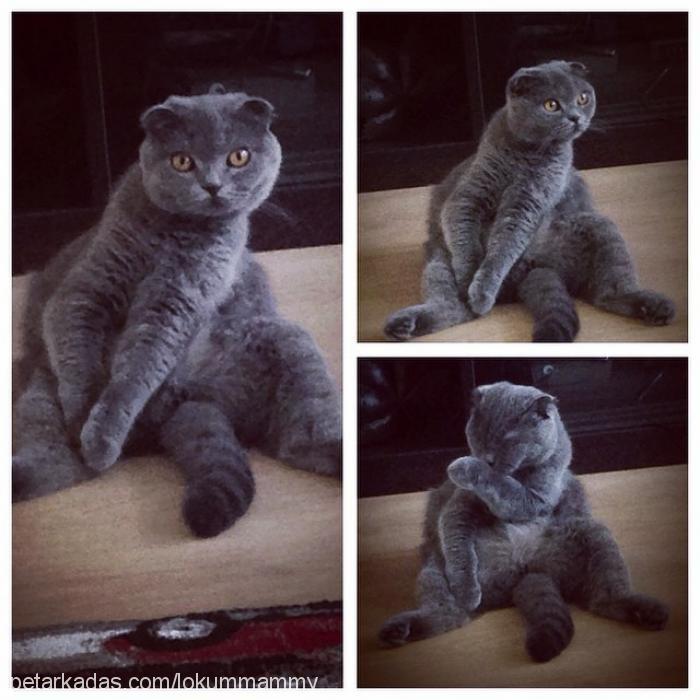 lokum Dişi Scottish Fold