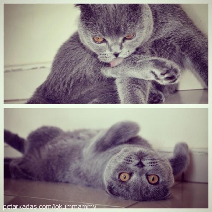 lokum Dişi Scottish Fold