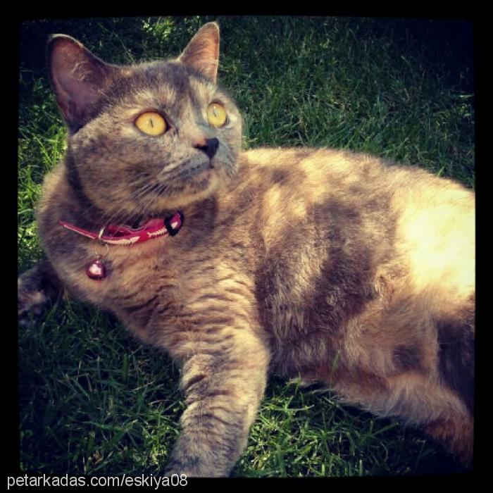 su Dişi British Shorthair