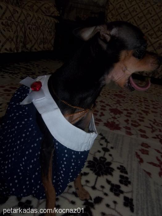 keshanaz Dişi Doberman Pinscher