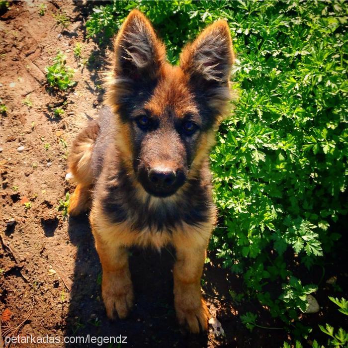 arthur Erkek Alman Çoban Köpeği