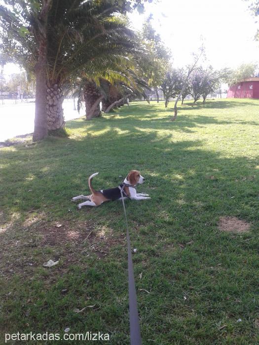 lizi Dişi İngiliz Cocker Spaniel