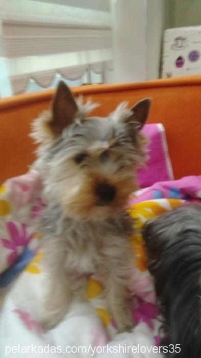 puppycadi Dişi Yorkshire Terrier