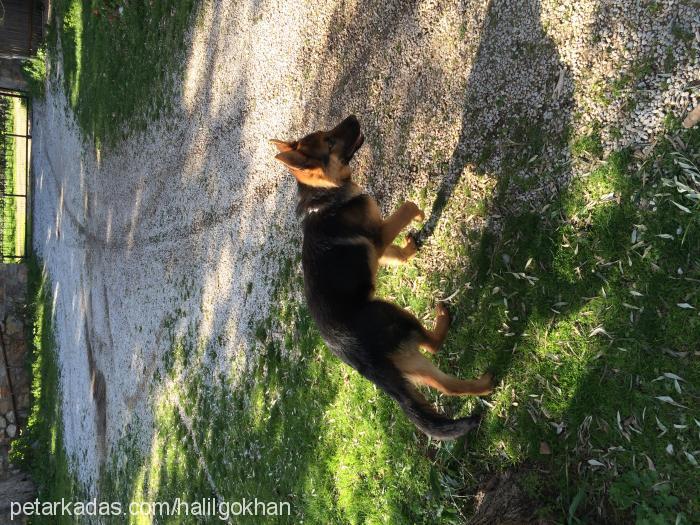 hector Erkek Alman Çoban Köpeği