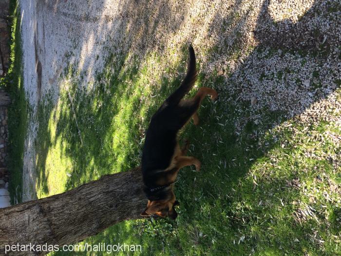 hector Erkek Alman Çoban Köpeği