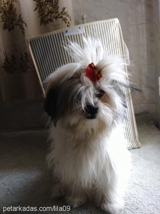 lila Dişi Shih-Tzu