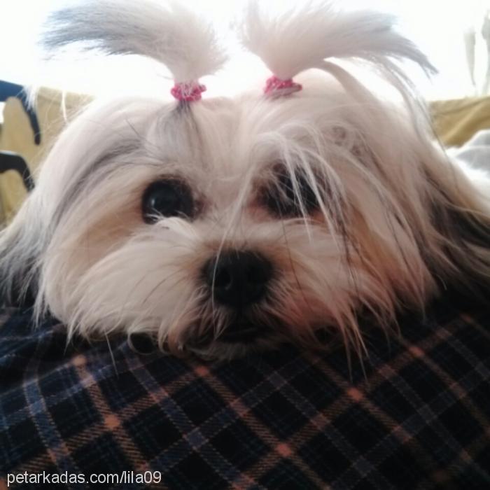 lila Dişi Shih-Tzu