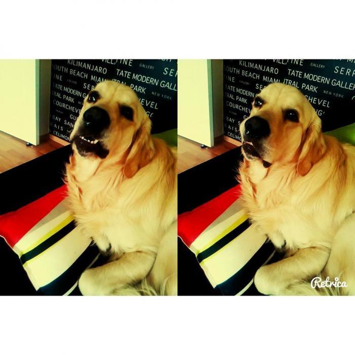 max Erkek Golden Retriever