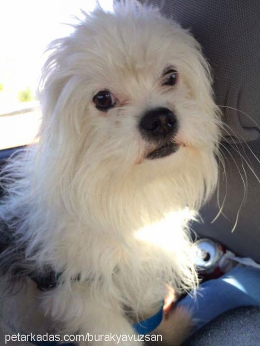 yuki Dişi West Highland White Terrier