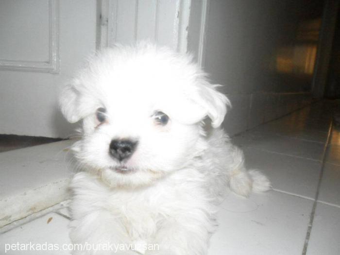 yuki Dişi West Highland White Terrier