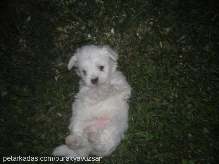 yuki Dişi West Highland White Terrier