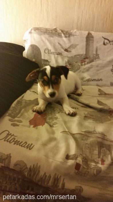 cemal Erkek Jack Russell Terrier