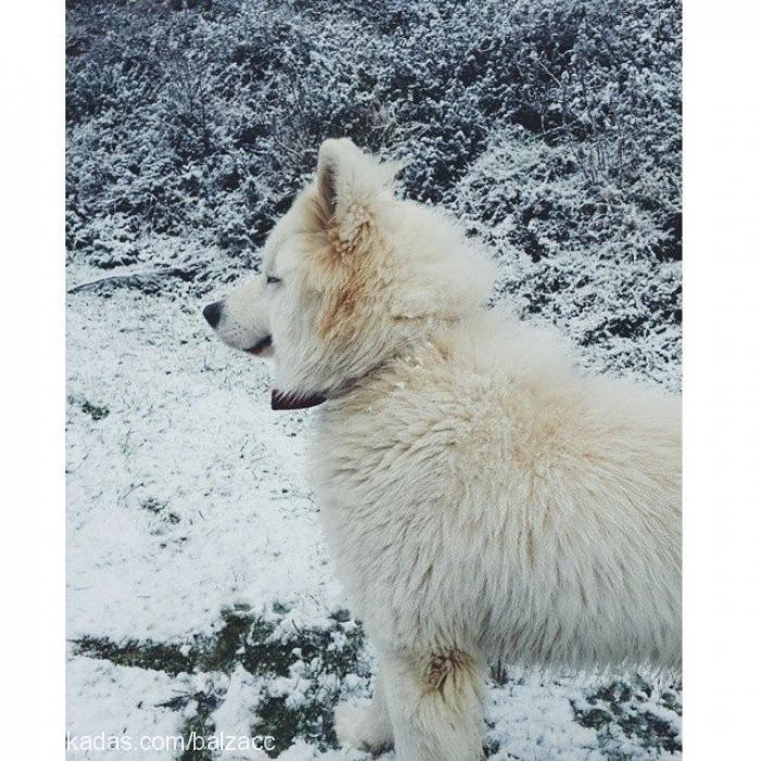 balzac Erkek Samoyed