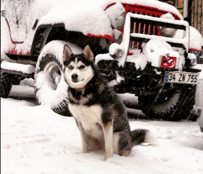 luna Dişi Sibirya Kurdu (Husky)