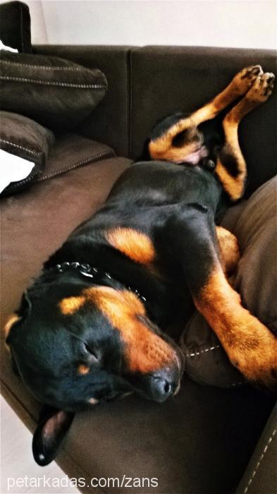 zans Erkek Rottweiler