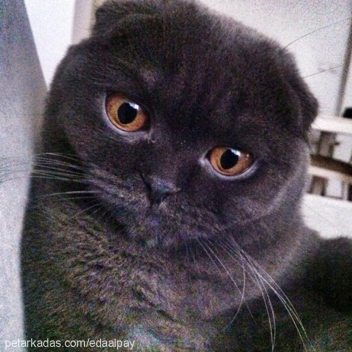 smothy Dişi Scottish Fold