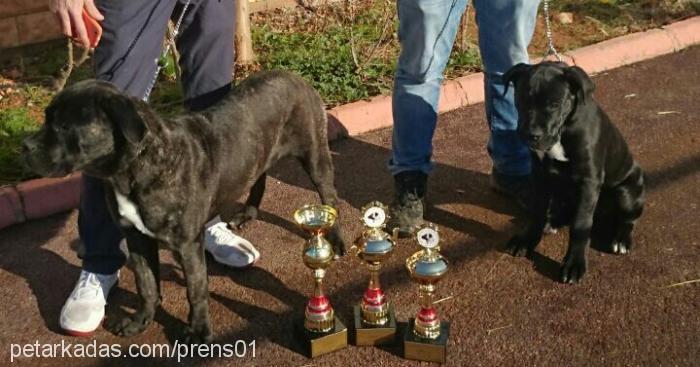 omniaottomangua Dişi Cane Corso Italiano