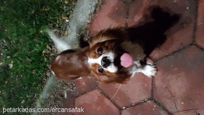 berduş Erkek Cavalier King Charles Spanieli