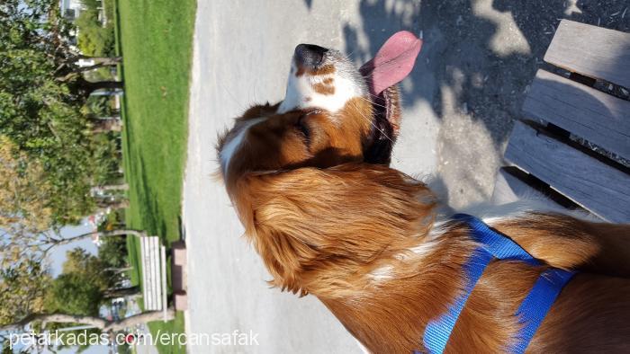 berduş Erkek Cavalier King Charles Spanieli