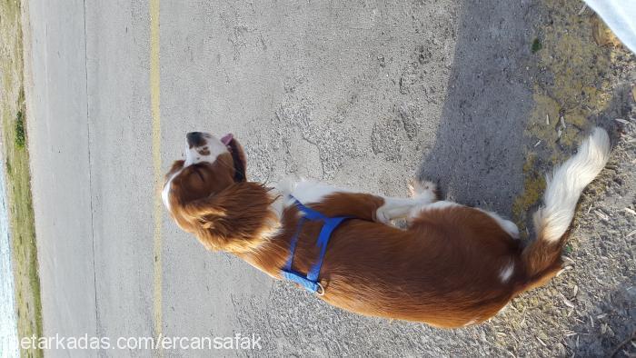 berduş Erkek Cavalier King Charles Spanieli