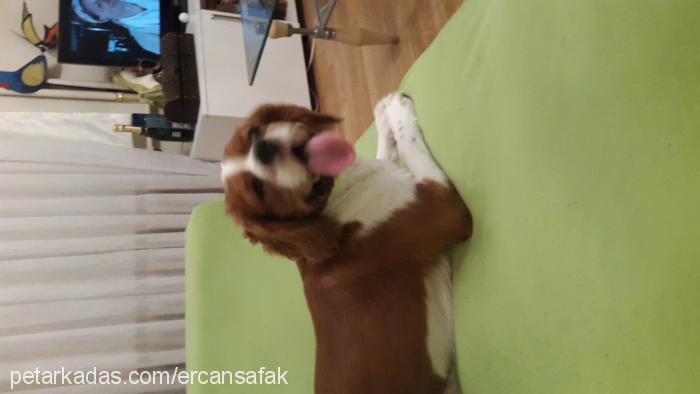 berduş Erkek Cavalier King Charles Spanieli