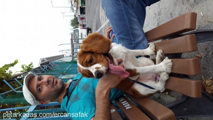 berduş Erkek Cavalier King Charles Spanieli