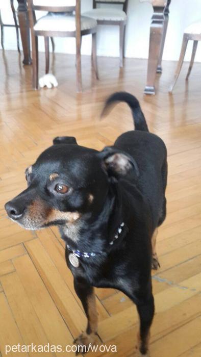 zeytin Erkek Minyatür Pinscher