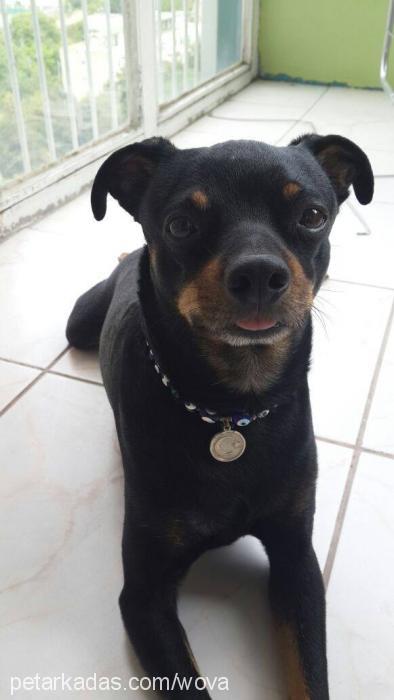 zeytin Erkek Minyatür Pinscher