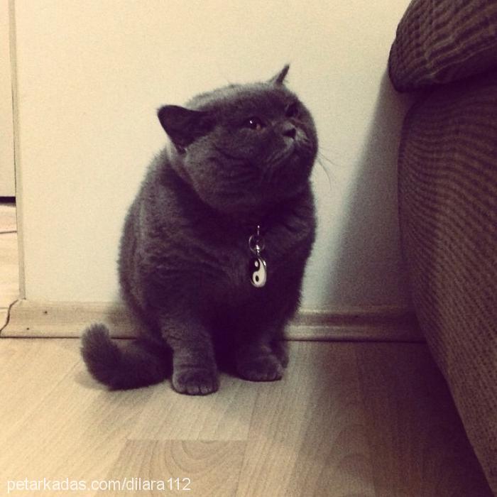 fiko Erkek British Shorthair