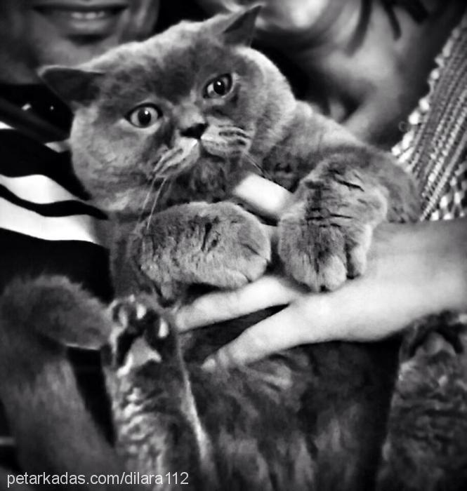 fiko Erkek British Shorthair