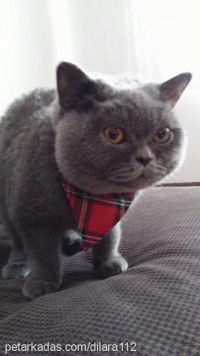 fiko Erkek British Shorthair