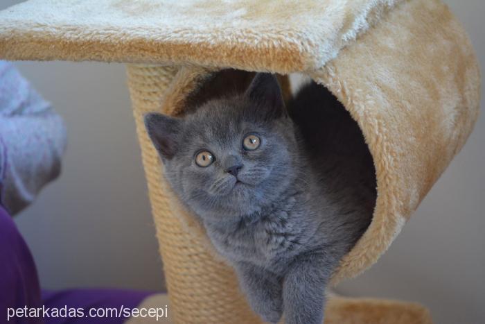 shila Dişi British Shorthair