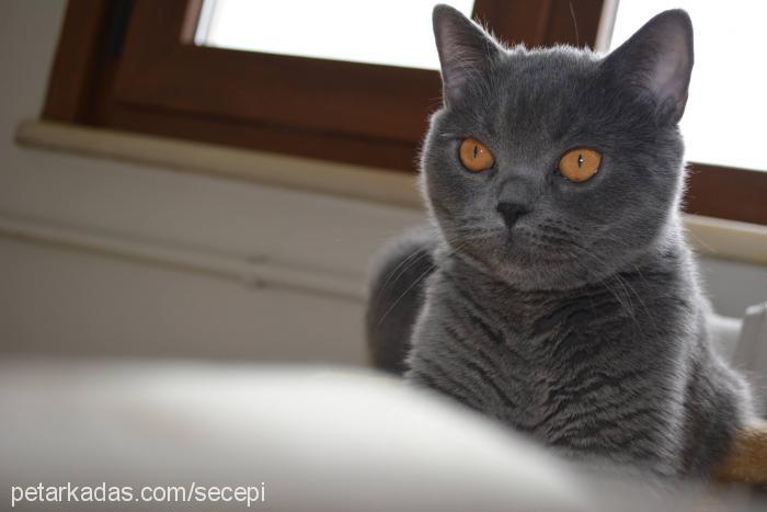 shila Dişi British Shorthair