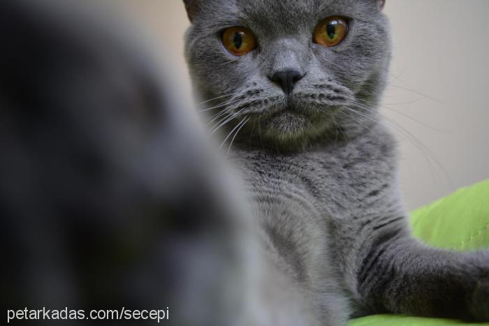 shila Dişi British Shorthair