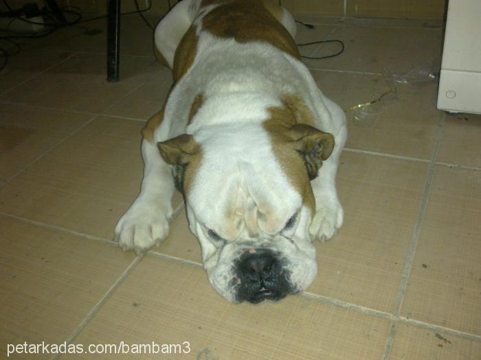 bambam Erkek İngiliz Bulldog