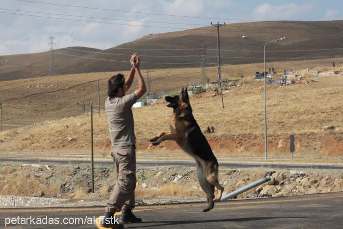 julien Dişi Alman Çoban Köpeği