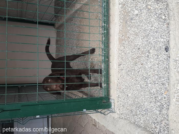 Çİko Erkek Labrador Retriever