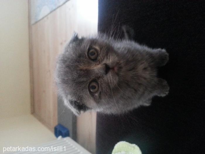 alaska Erkek Scottish Fold