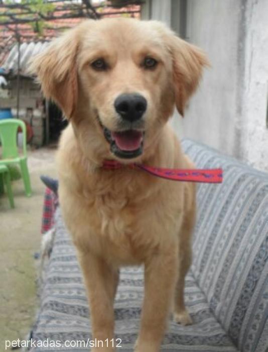 tarçın Dişi Golden Retriever