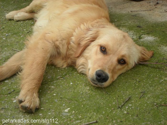 tarçın Dişi Golden Retriever