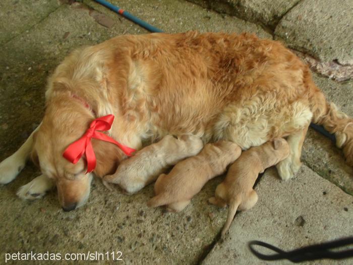 tarçın Dişi Golden Retriever