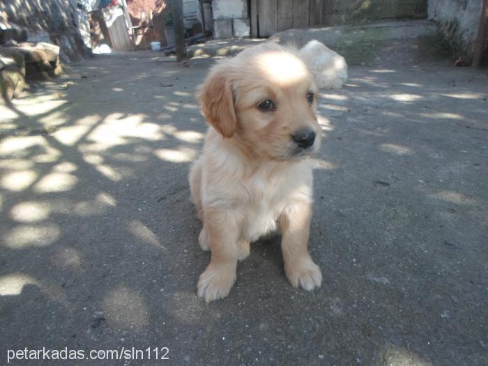 tarçın Dişi Golden Retriever