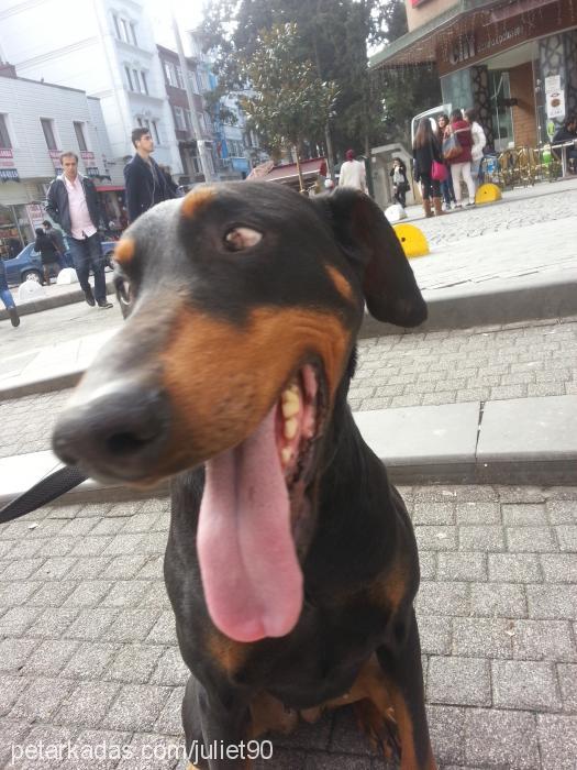 juliet Dişi Doberman Pinscher